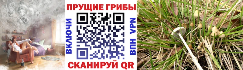 Галлюциногенные грибы Magic Shrooms  купить закладку  kraken ССЫЛКА  Новочеркасск 