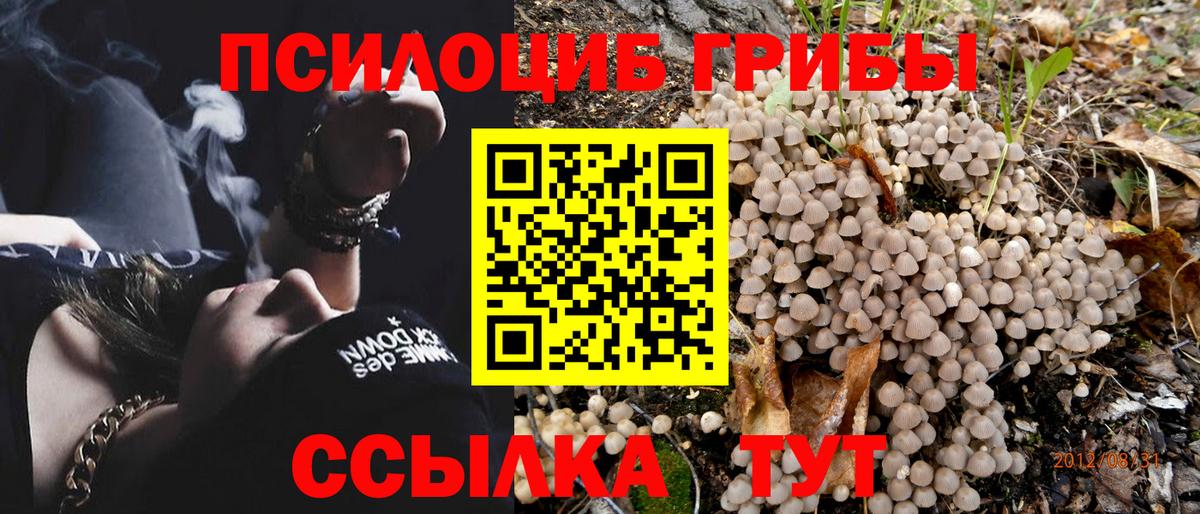 Галлюциногенные грибы Psilocybine cubensis Новочеркасск